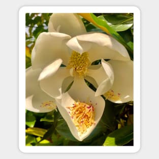 The Sweet Purity of Magnolia Abundance and Unabashed Splendor Sticker